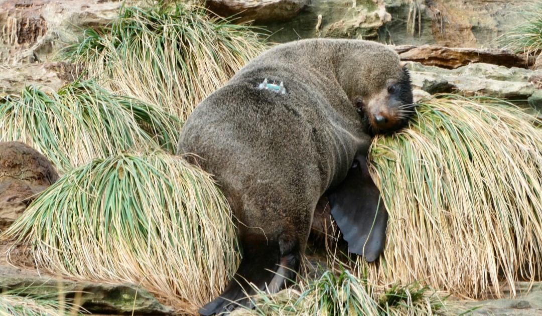 Seebären und Fischereischiffe auf den Falklandinseln – Untersuchung einer engen Beziehung