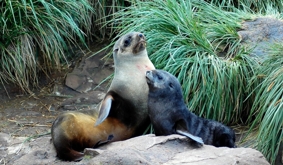 Bird Island fur seals down 7% since 2009