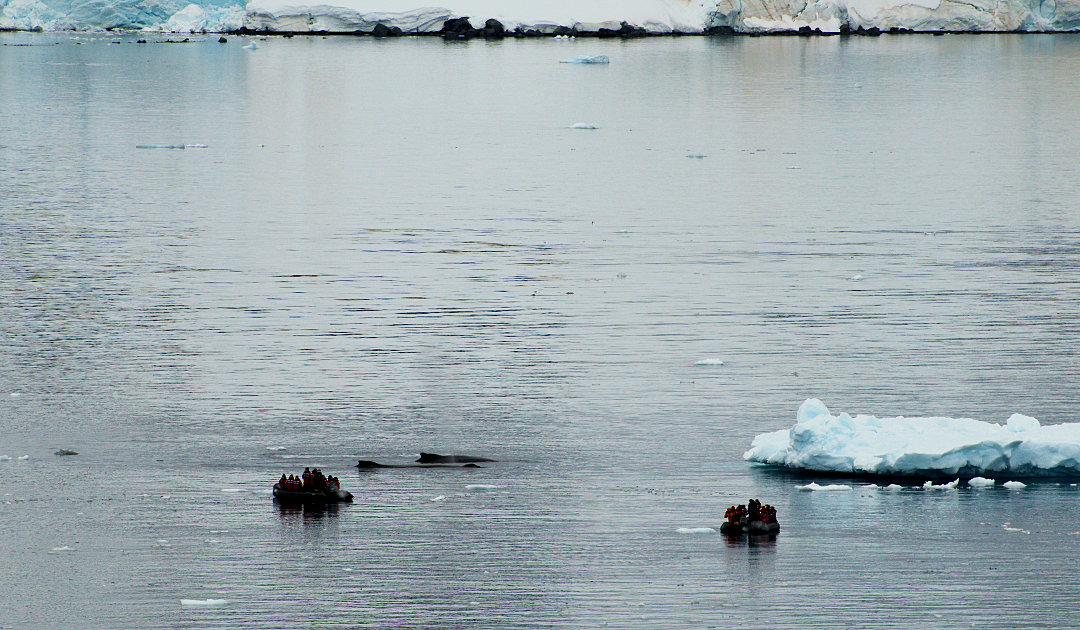 Nouvelles mesures de l’IAATO pour la protection des baleines de l’Antarctique