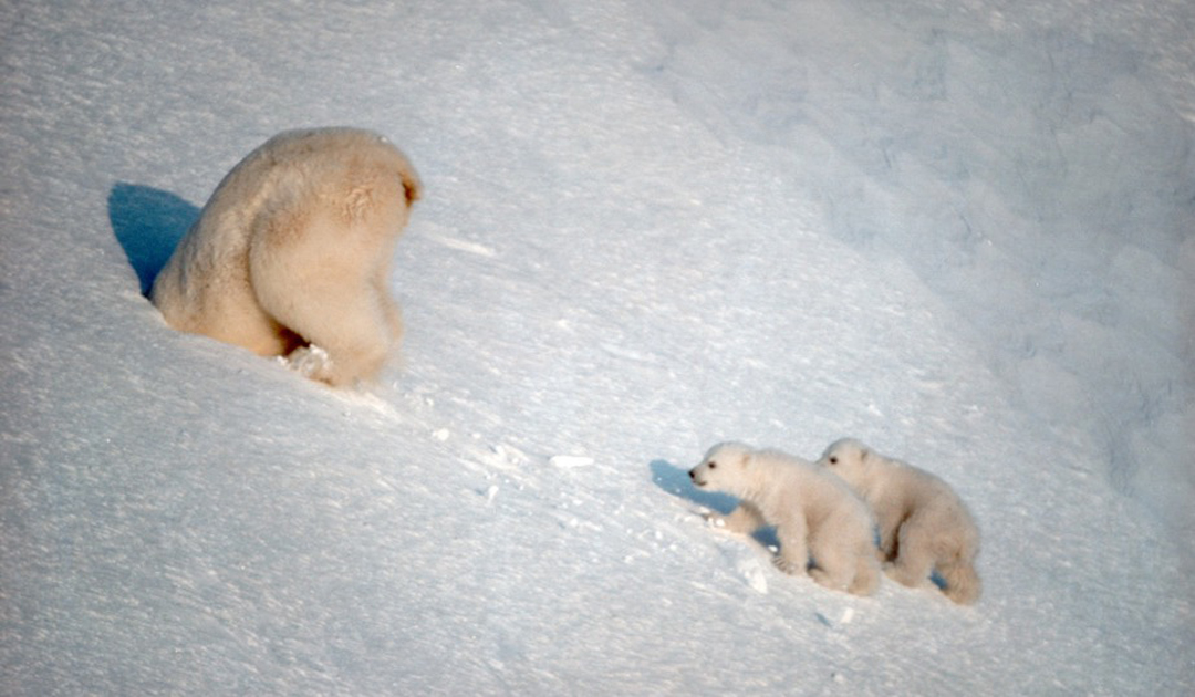 Radar technology to detect polar bear dens