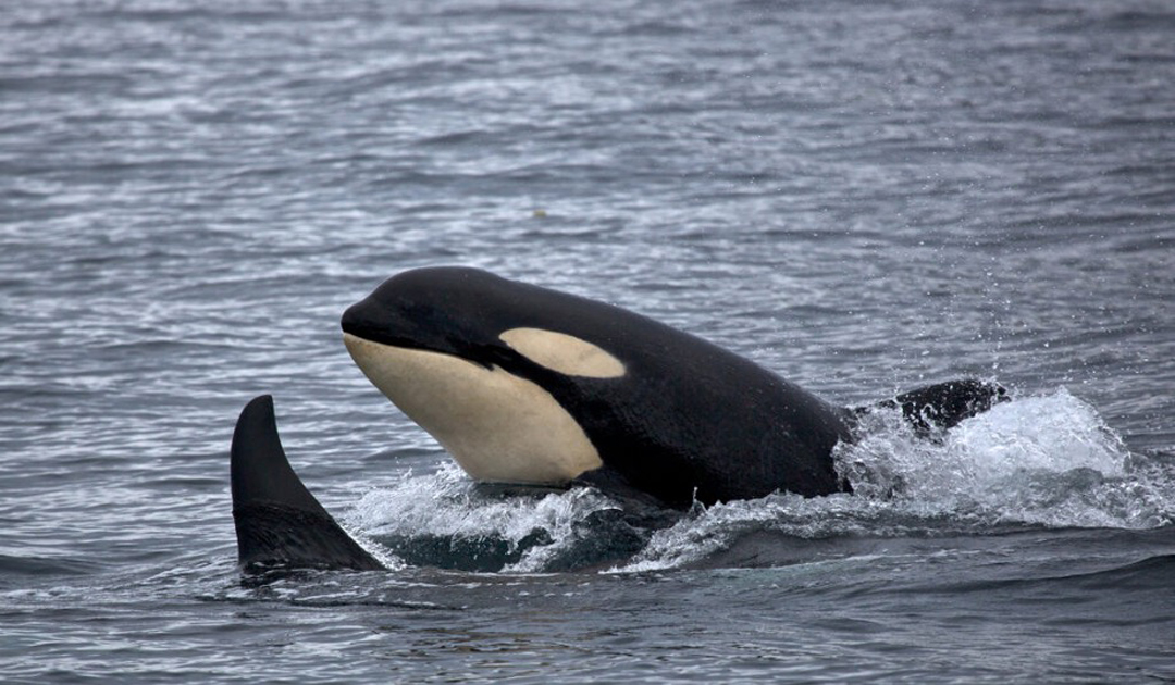 Bottom-trawl gear to blame for most of this year’s fishery-related killer whale deaths, NOAA says