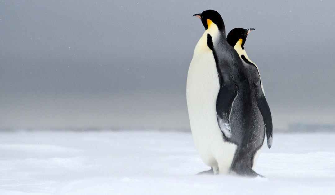 Pinguine in Zeiten des Klimawandels
