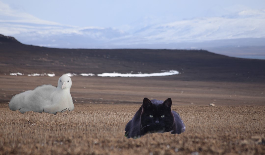 Kerguelen Island cats, the albatrosses’ bête noire