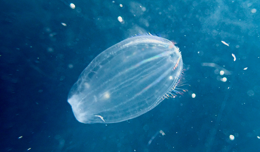 Jellyfish are an important food source during the Arctic polar night