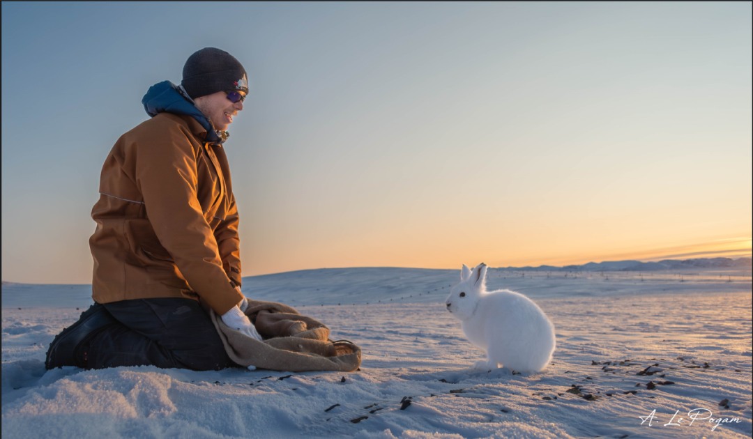 The Arctic Easter Bunny? Five reasons the Arctic hare is a mystery