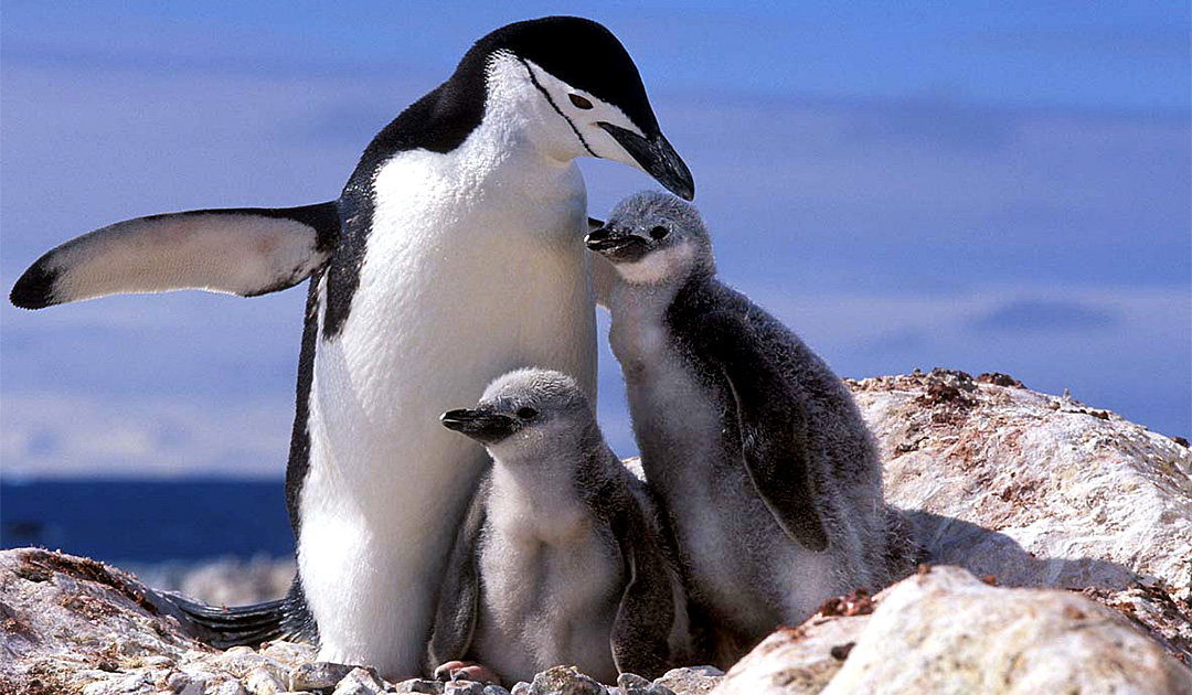 Neue Pinguinkolonie in der Antarktis entdeckt