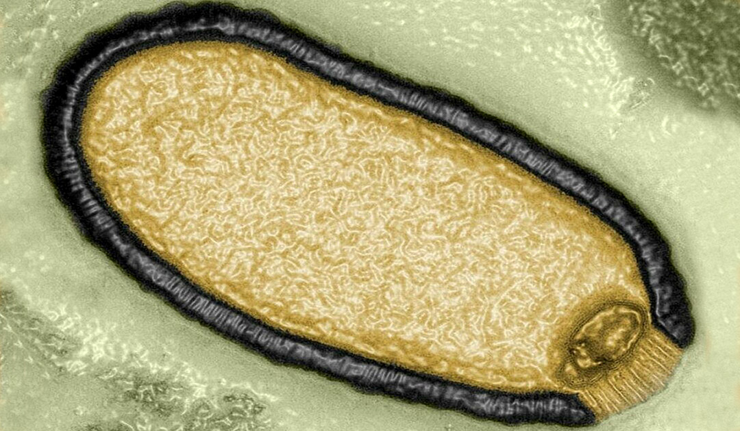 „Zombieviren“ könnten eine neue Pandemie auslösen