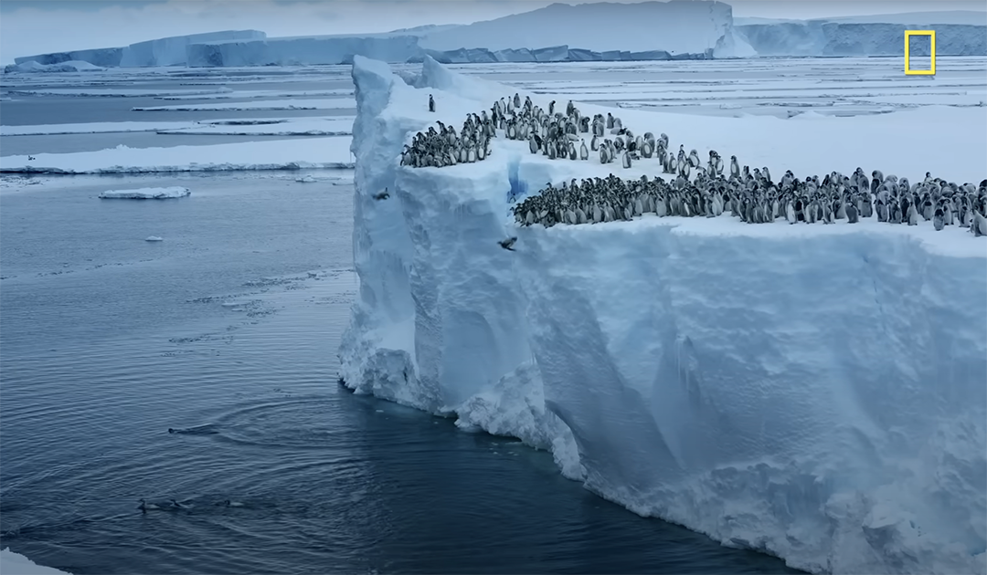 Cliff jumping – An extraordinary dare for Emperor penguin chicks