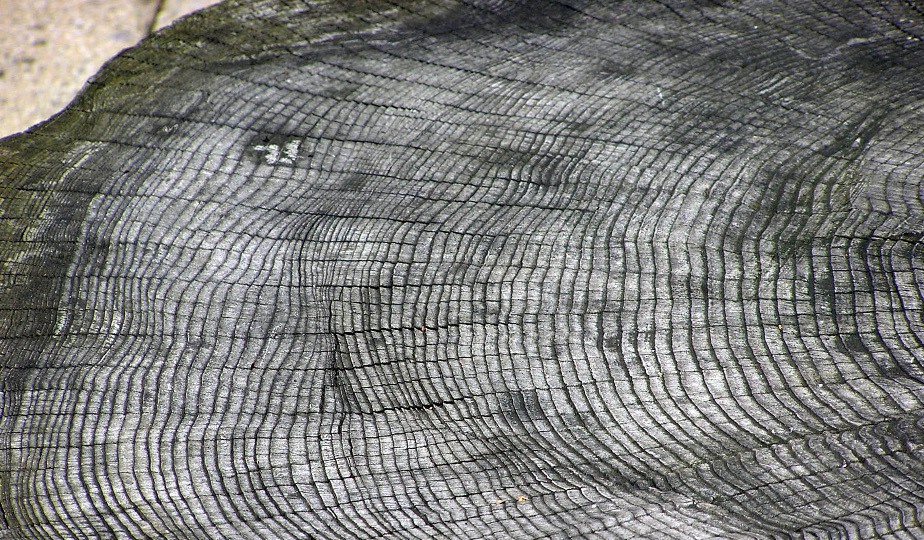 En Laponie, les arbres témoignent d’une importante éruption solaire