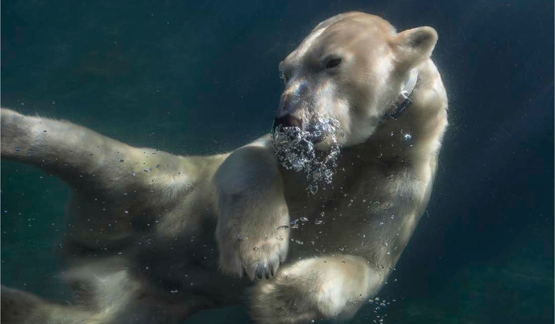 When polar bear research comes to zoos