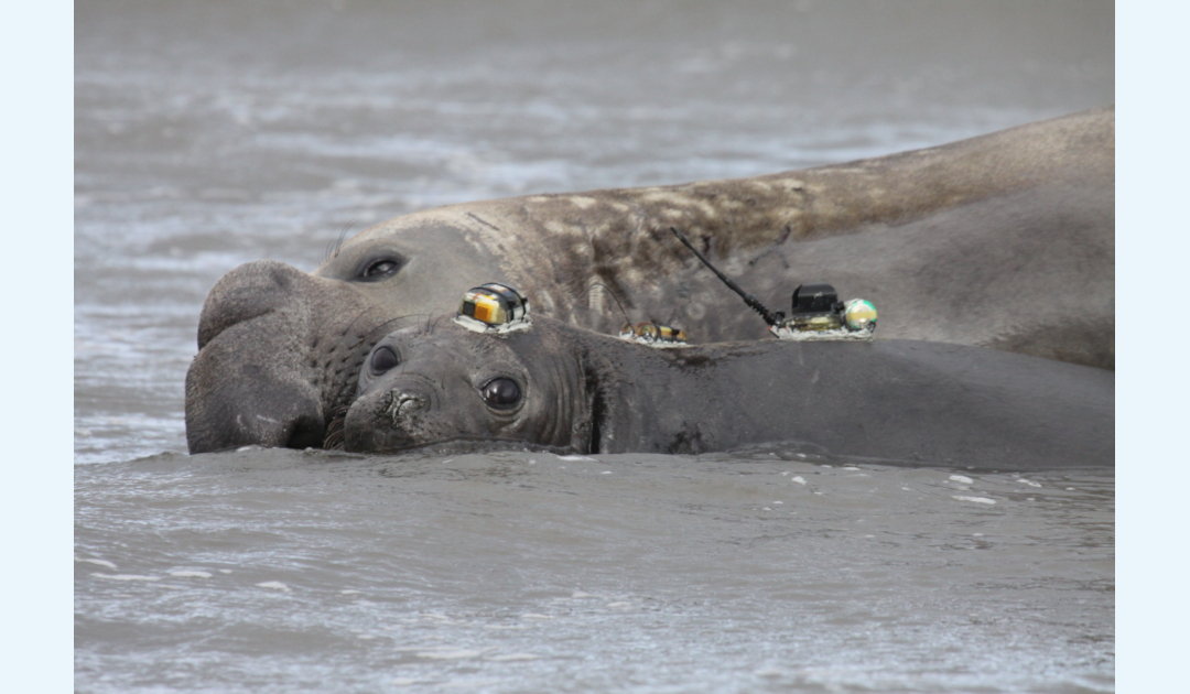 Etiquetar focas con sensores ayuda a los científicos a rastrear las corrientes oceánicas y el cambio climático